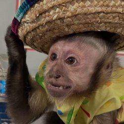 monkeylol's avatar