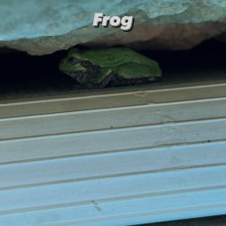 Avatar van Frogs_arent_real