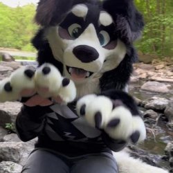 FurTasticDogs's avatar