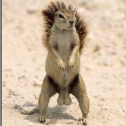 nuttySquirrel's avatar