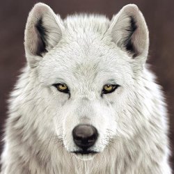White-Wolf's avatar
